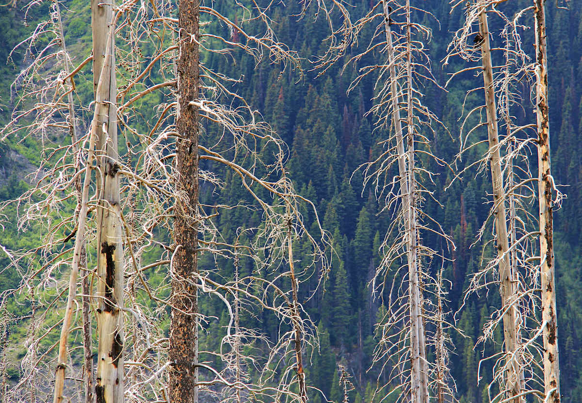 The Kootenay Burn - A Four Seasons Series - #24 by James McElroy, Image 1.