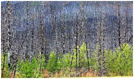 Kootenay Burn - A Four Seasons Series Image #2 by James McElroy 