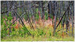 Kootenay Burn - A Four Seasons Series Image #3 by James McElroy, Image 1.