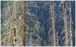 Kootenay Burn - A Four Seasons Series Image #4 by James McElroy, Image 1.