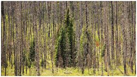 Kootenay Burn - A Four Seasons Series Image #5 by James McElroy 