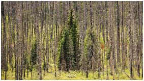Kootenay Burn - A Four Seasons Series Image #5 by James McElroy, Image 1.