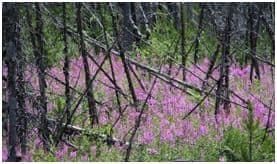 Kootenay Burn - A Four Seasons Series Image #16 - #1