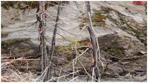 Kootenay Burn - A Four Seasons Series Image #11 by James McElroy, Image 1.