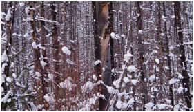 Kootenay Burn - A Four Seasons Series Image #12 by James McElroy, Image 1.