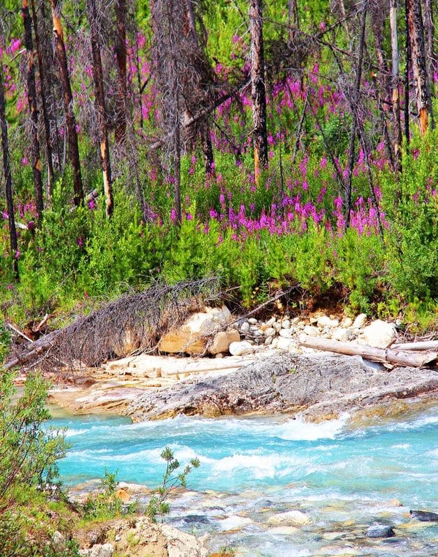 Fireweed in Kootenay National Park, Canada #1 by James McElroy 