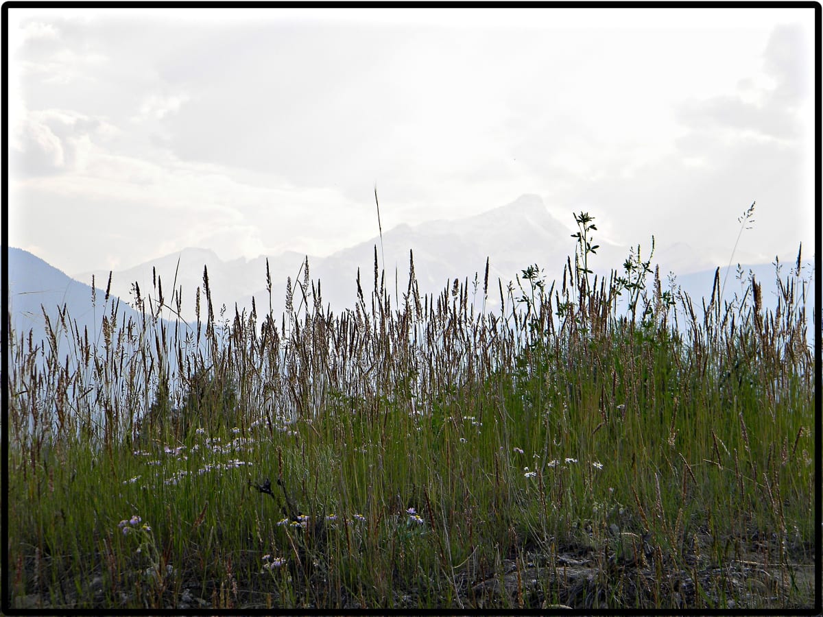 My Meadow II - #8 by James McElroy, Image 1.