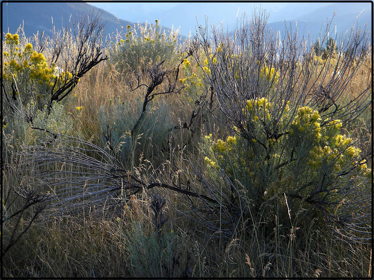 My Meadow by James McElroy, Image 1.