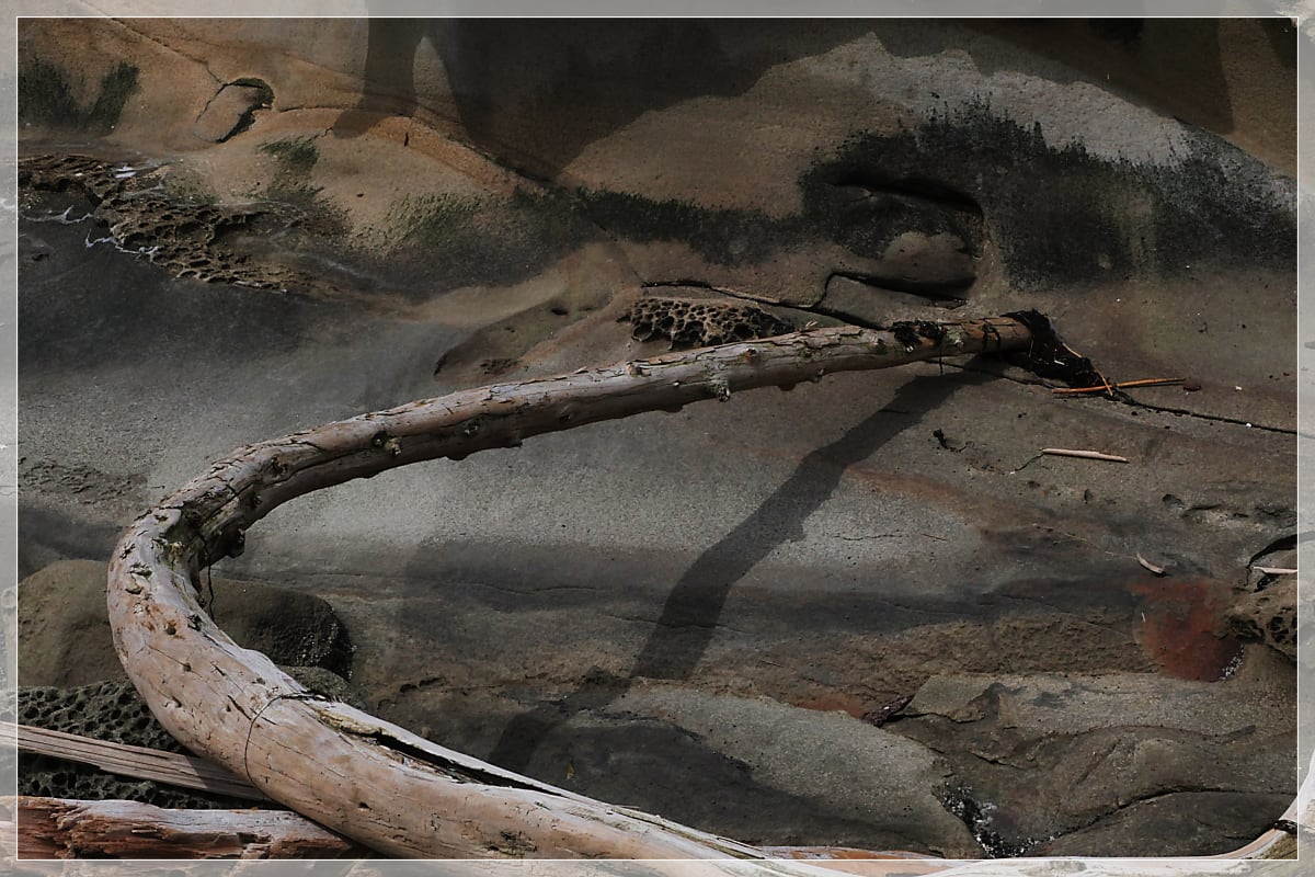 The Grandfather Series - Galiano Island 2019 -16 by James McElroy 