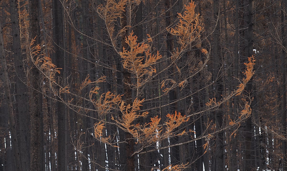 The Kootenay Burn  2018 - Red by James McElroy, Image 1.