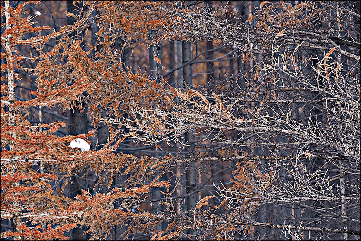 The Kootenay Burn - A Four Seasons Series - #26 by James McElroy, Image 1.