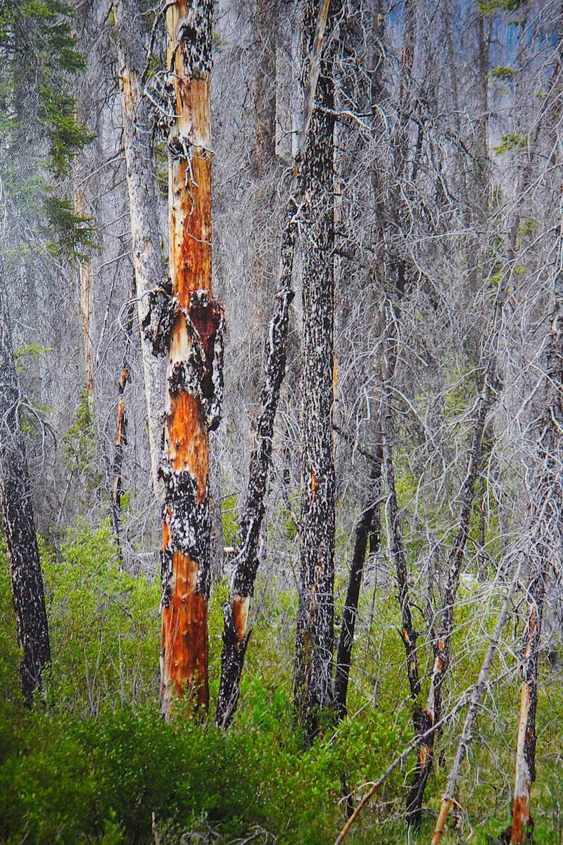 The Kootenay Burn - A Four Seasons Series - #35 by James McElroy, Image 1.