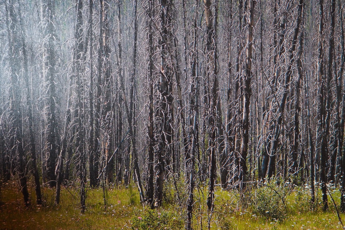 The Kootenay Burn - A Four Seasons Series - #36 by James McElroy 