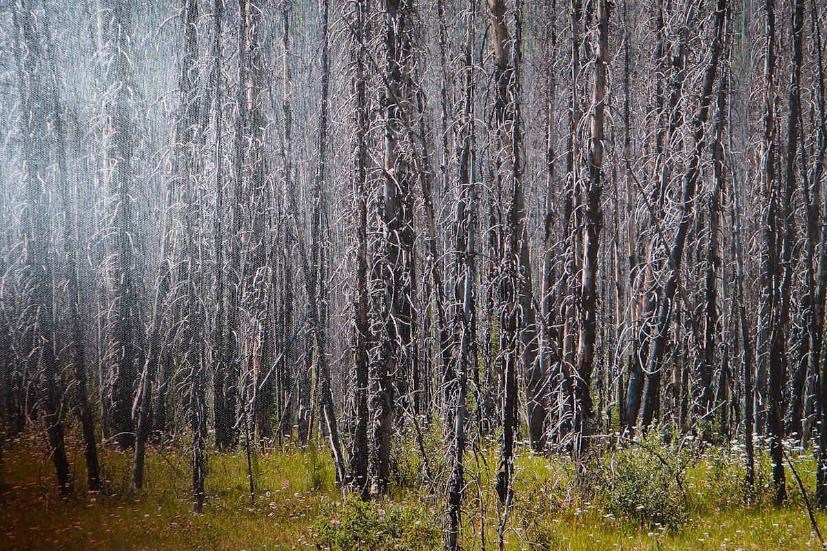 The Kootenay Burn - A Four Seasons Series - #36 by James McElroy, Image 1.