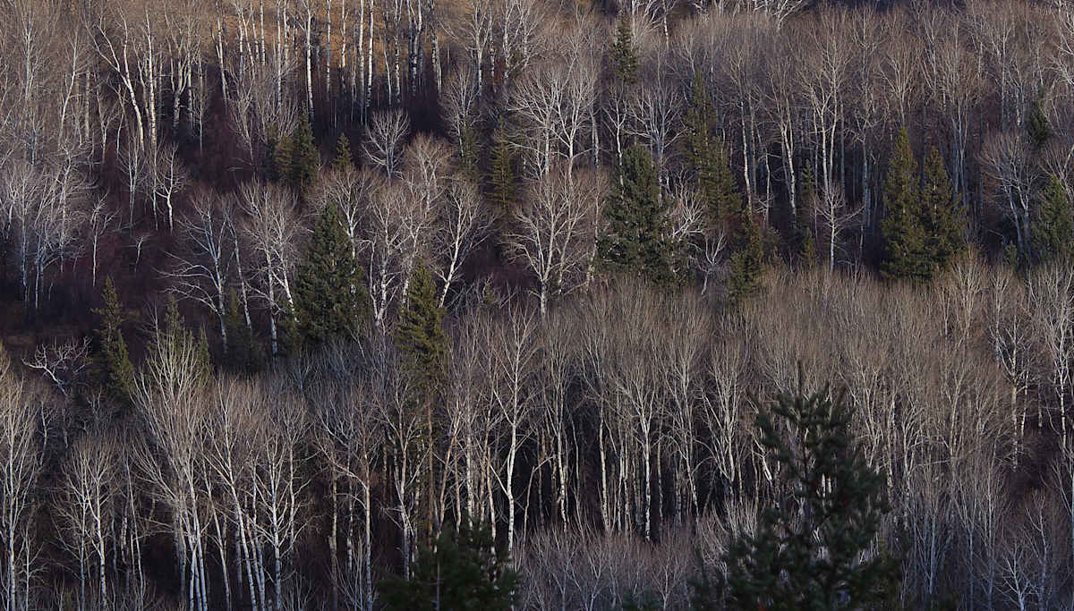 Wetland Trees, Wilmer, B.C. 2018 by James McElroy, Image 1.
