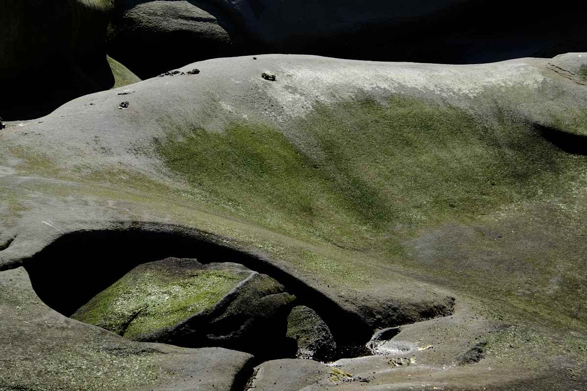 The Grandfather Series - Galiano Island 2019 - 9, Image 1.