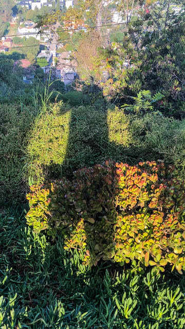 Shadow Self-Portrait / California by Dan Borden, Image 1.
