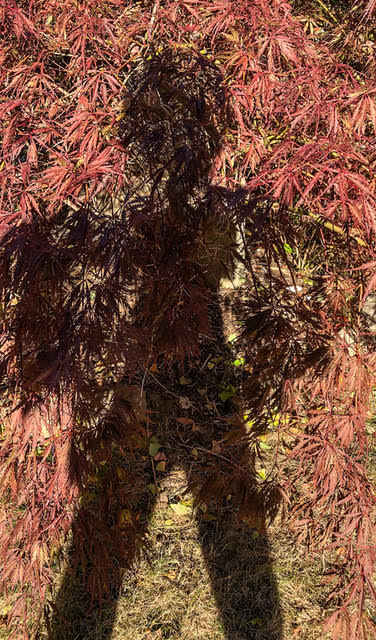 Shadow Self-Portrait / Tree Leaves by Dan Borden, Image 1.