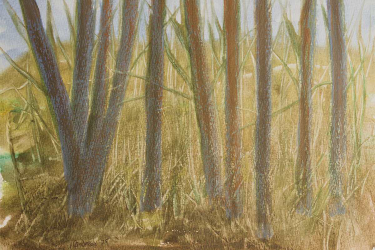 Across The Road by Gregory Anderson 