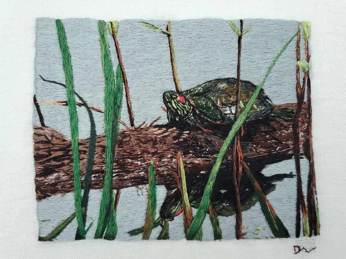 Red-eared Slider by Darci Lenker 