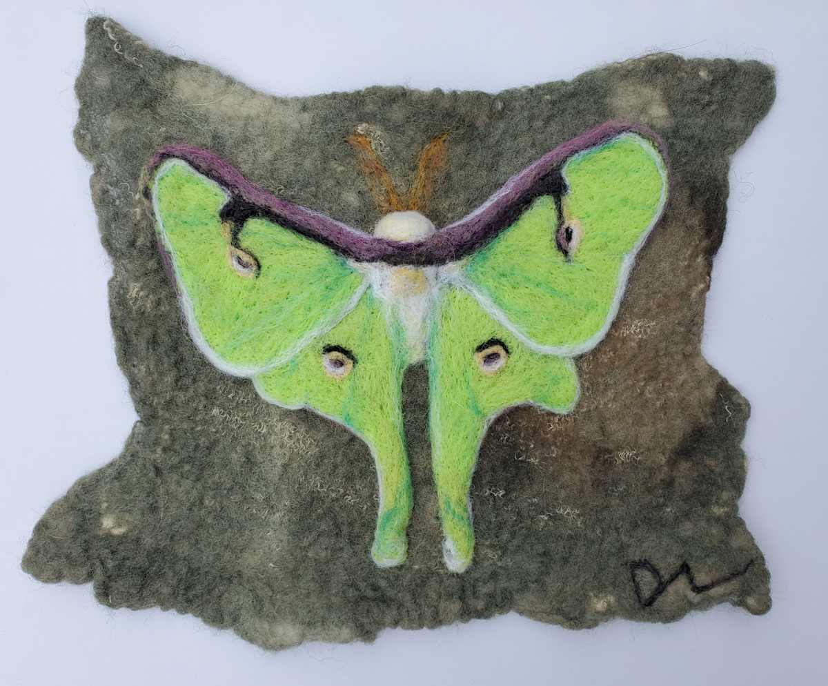 Luna Moth by Darci Lenker 
