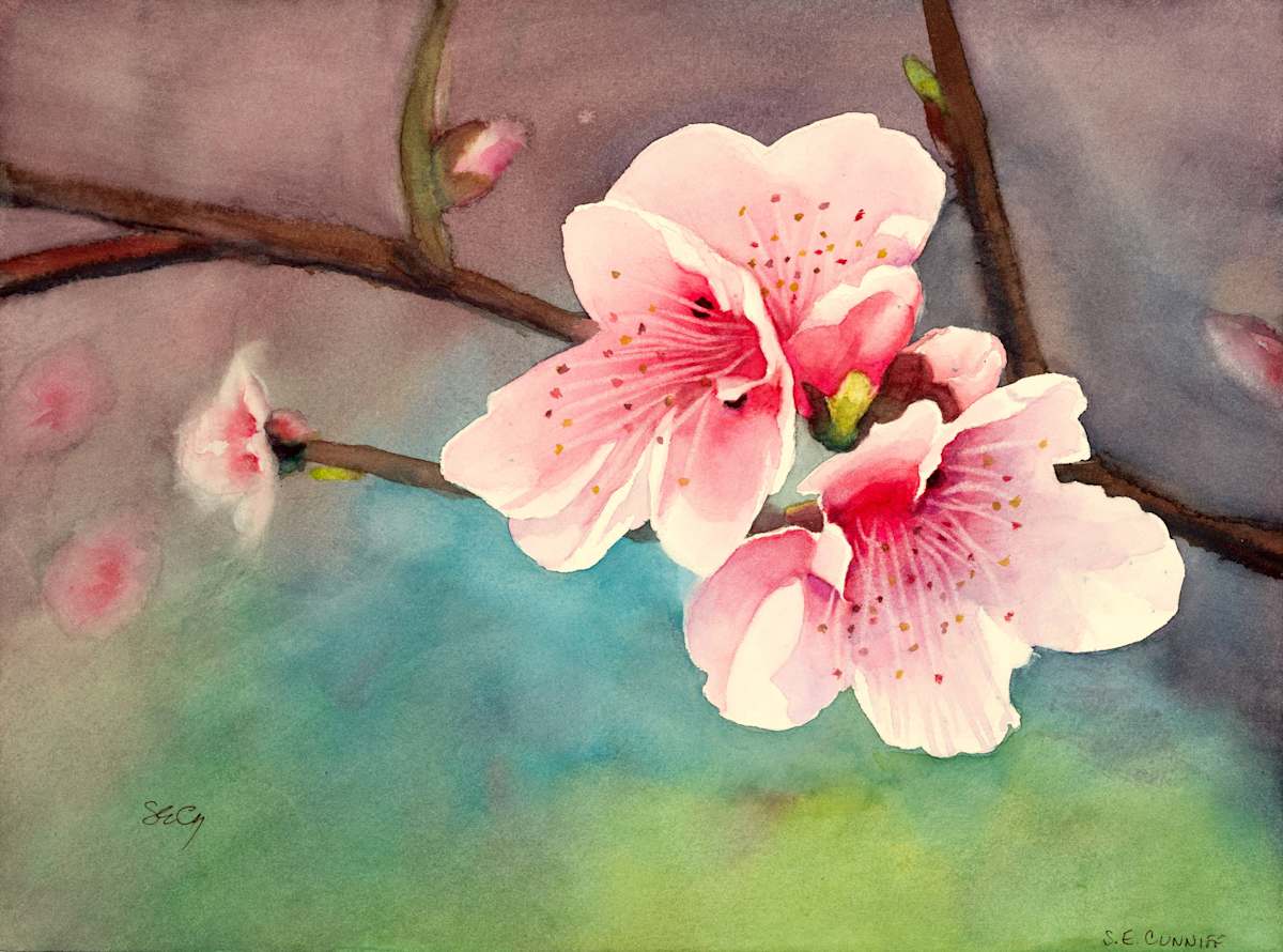 Cherry Blossoms by Susan E Cunniff Fine Art  Image: Nothing says Spring like cherry blossoms. It's such an elegant little flower.