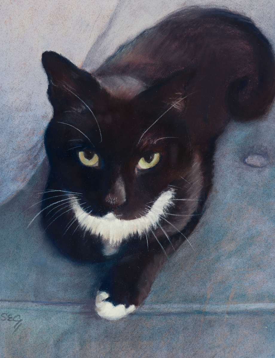 Cody, Small But Mighty by Susan E Cunniff Fine Art  Image: A beloved member of the family.

Pastel on pastelmat, 12"x9"