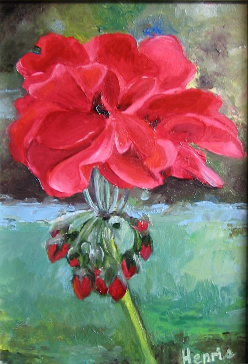 Geranium by Barbara Henris 