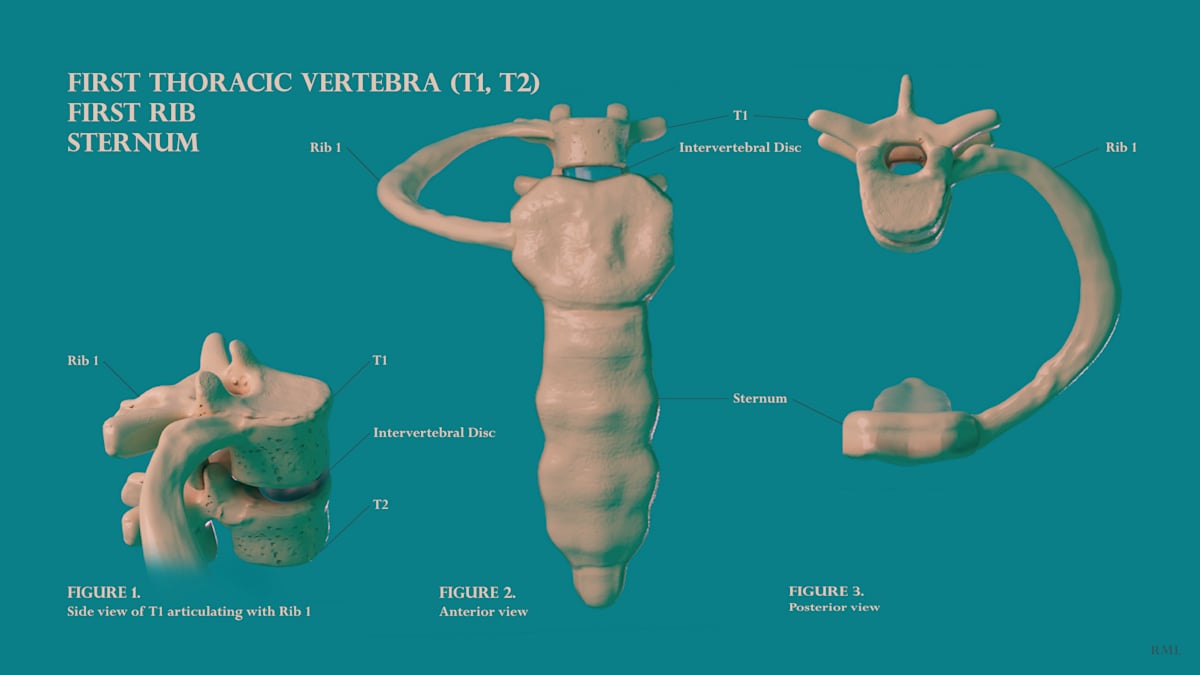 T1, T2, Rib 1, Sternum by Becca Lewis  Image: Teaching model for anatomy
