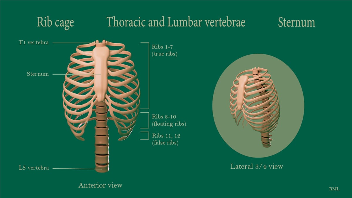 Rib cage, Thoracic vertebrae, Sternum by Becca Lewis  Image: Teaching module for anatomy