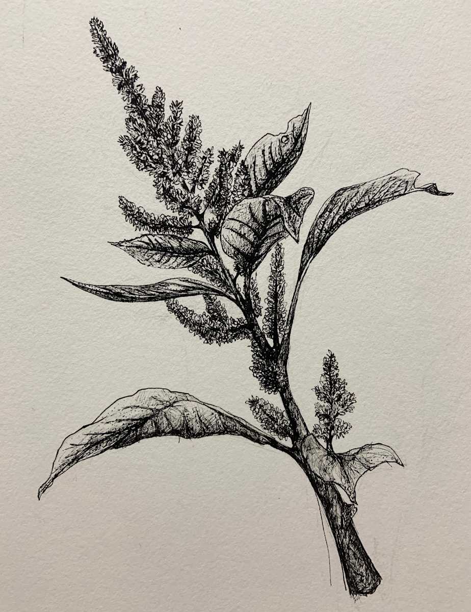 Red Amaranth by The Art of Dissection, Image 1.