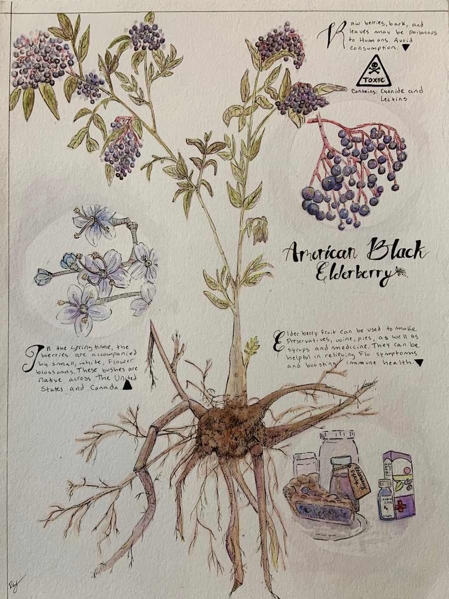American Black Elderberry by Becca Lewis 
