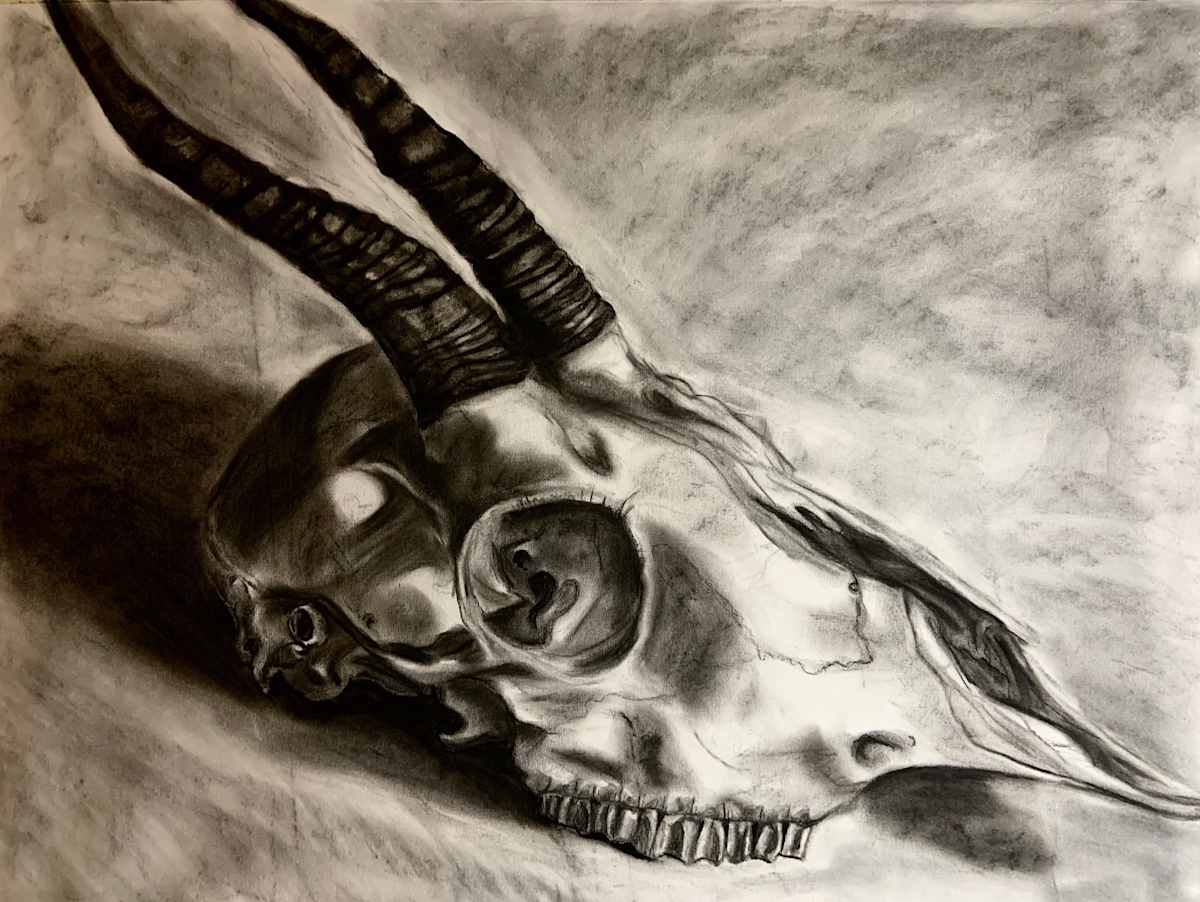 Skull by Becca Lewis  Image: 2 hour sketch
