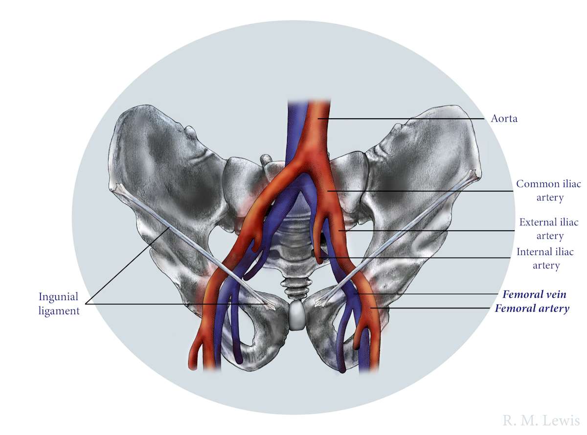 Pelvis by Becca Lewis 