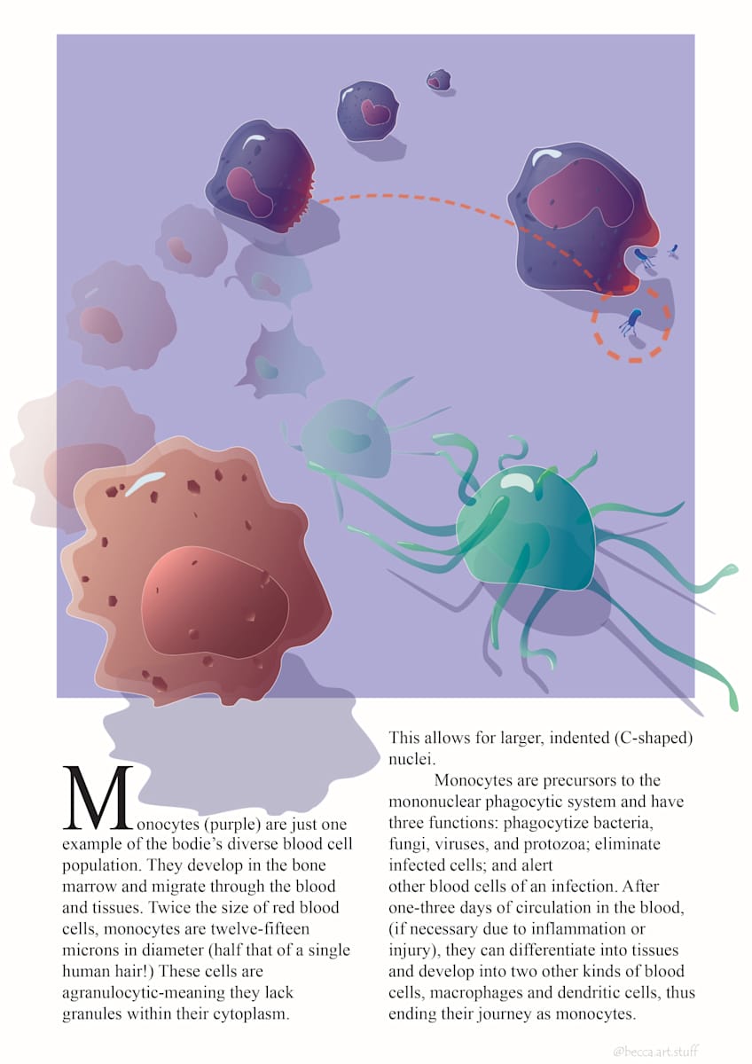Monocyte editorial by The Art of Dissection, Image 1.