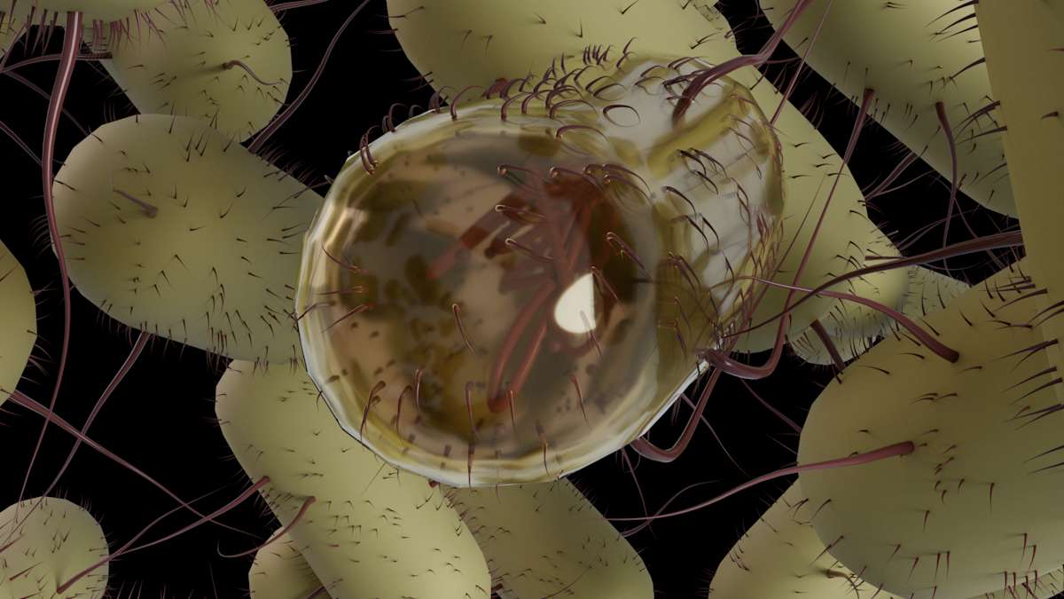 E. coli by Becca Lewis 