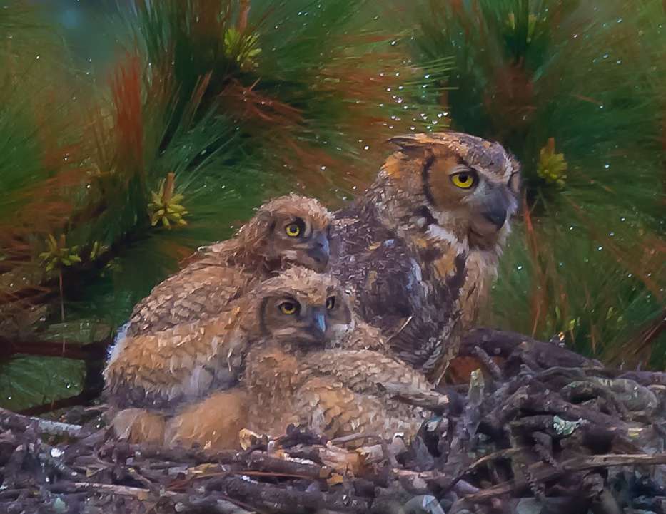 Owls by George H Wood 