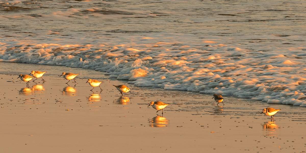 Beach Peaches by George H Wood 