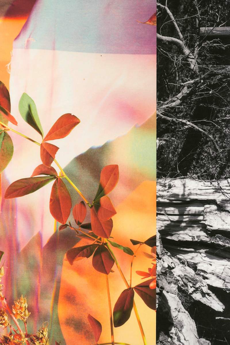 Wedding Tree and Milkweed by Jordan Martins, Image 12.