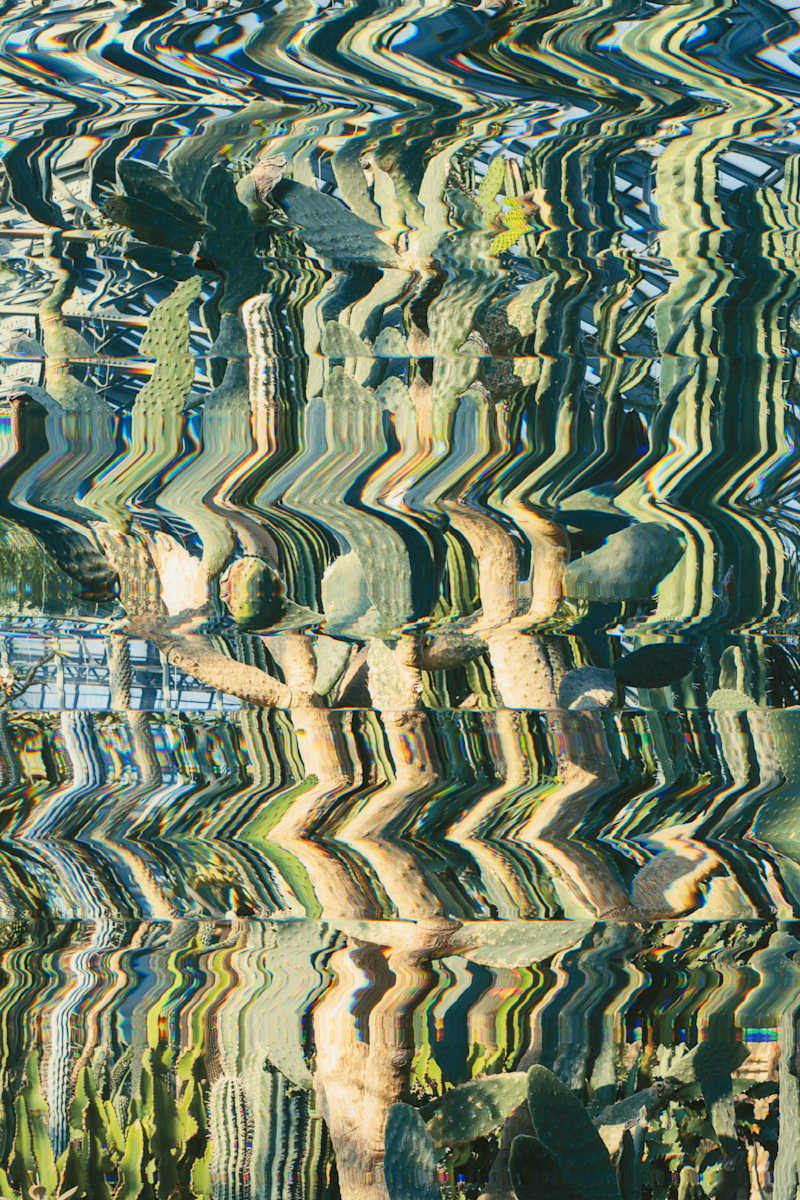 Cacti by Jordan Martins, Image 11.