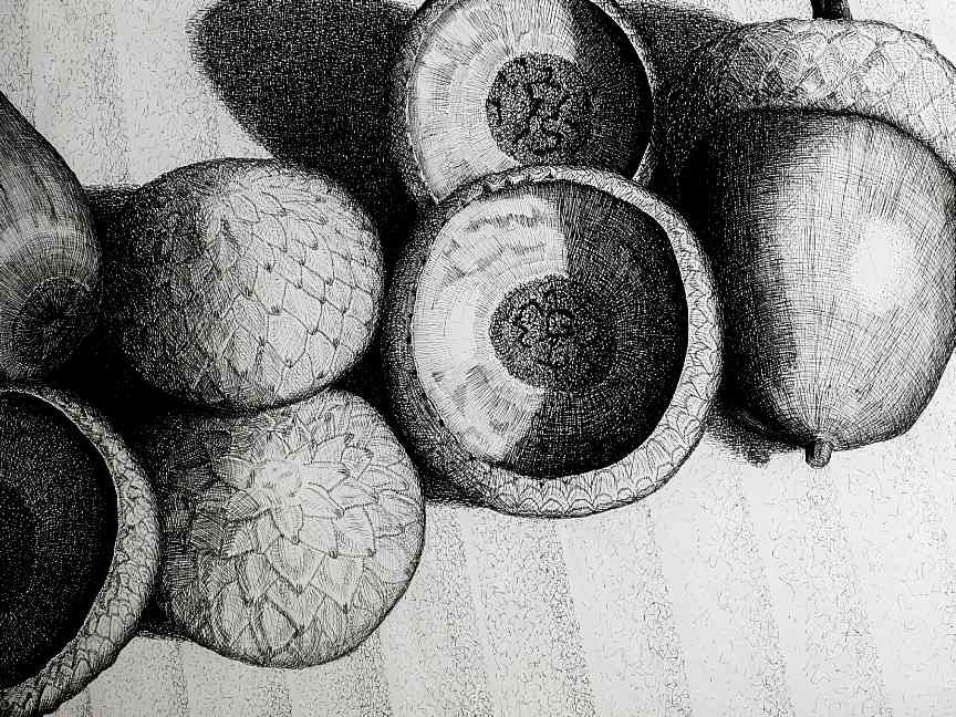 Acorn Study by Timothy Griffith 
