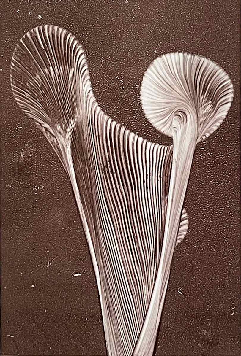 Nepenthes by MK Wynn 