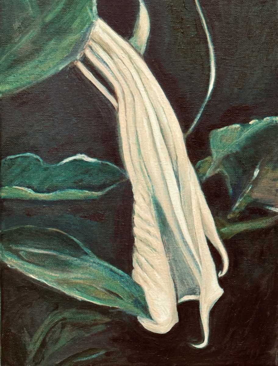 Datura wilting by Patricia Buck  Image: Oil on canvas