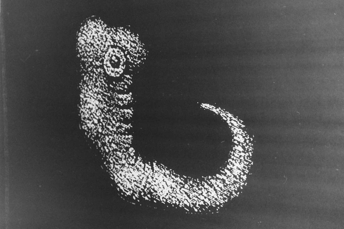 Genetics/Memetics: detail by Patricia Buck, Image 1.