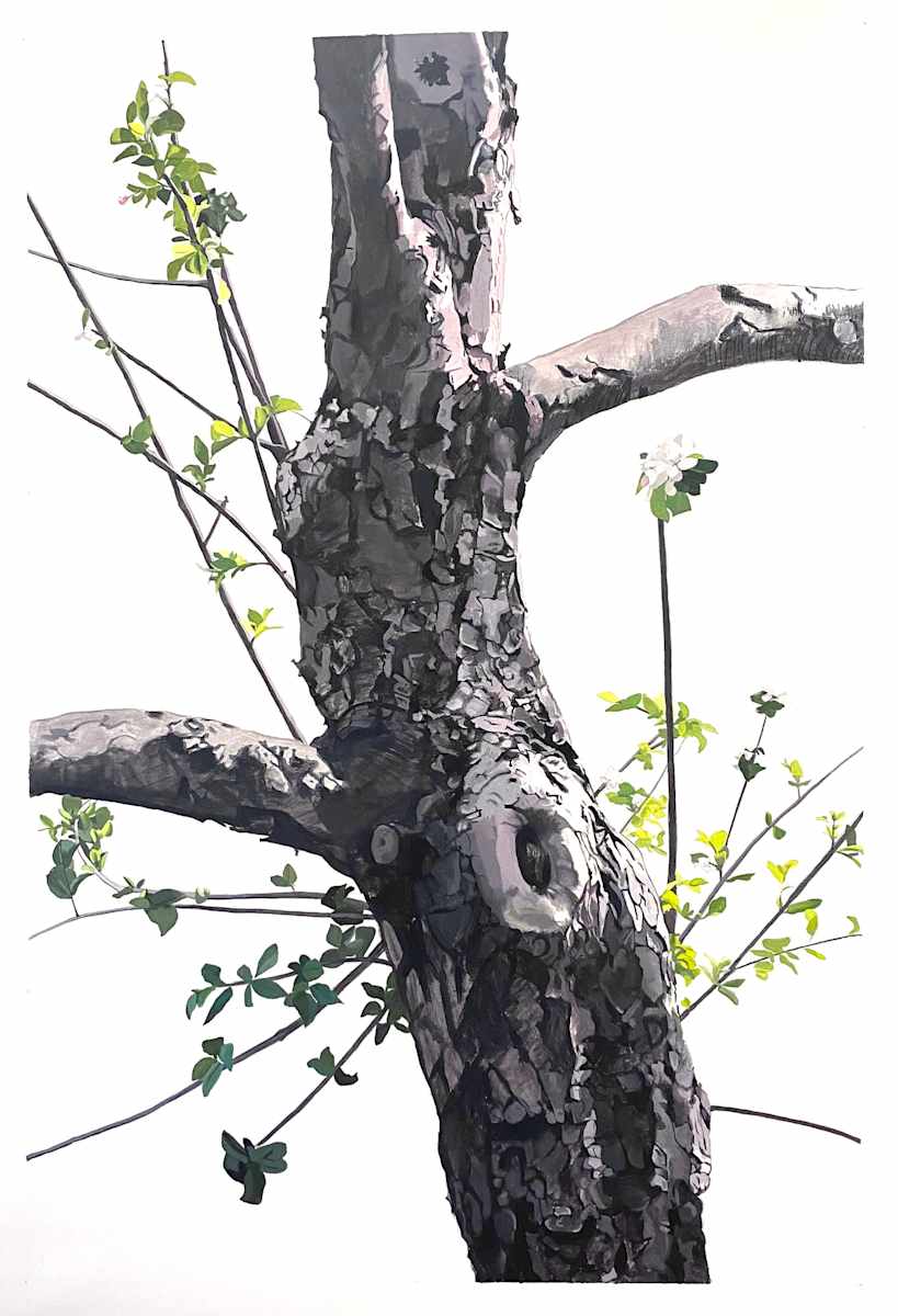 Apple Tree 9 (Daphne, Sprouting) by Betsy Jacks 