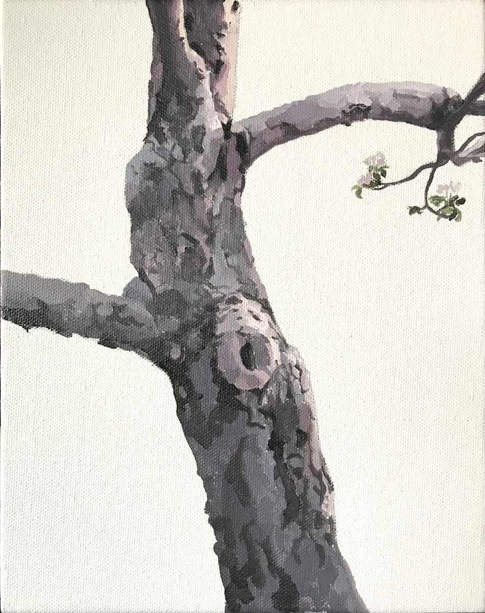 Study for Apple Tree 9 (Standing) by Betsy Jacks 