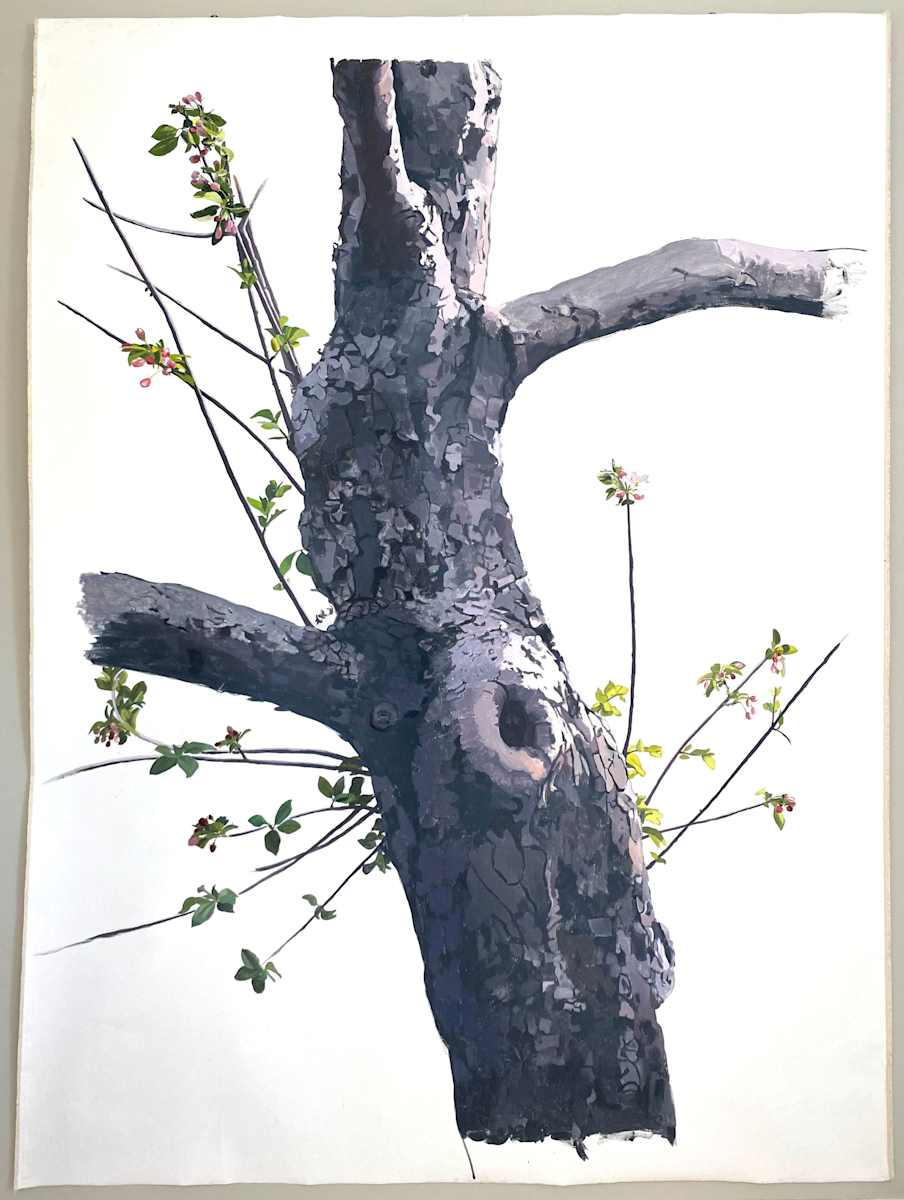 Apple Tree 9 (Daphne, Flowering) by Betsy Jacks 