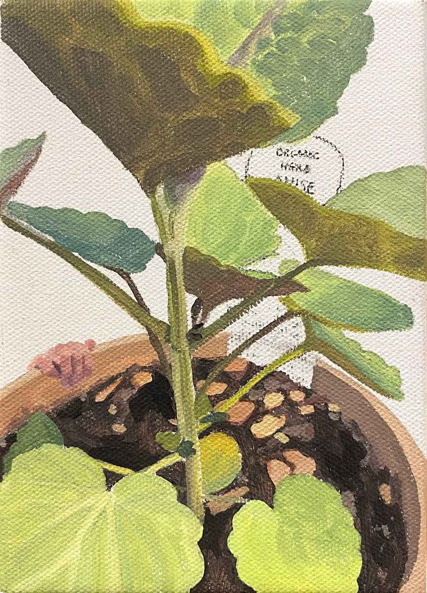 Anise Hyssop by Betsy Jacks 