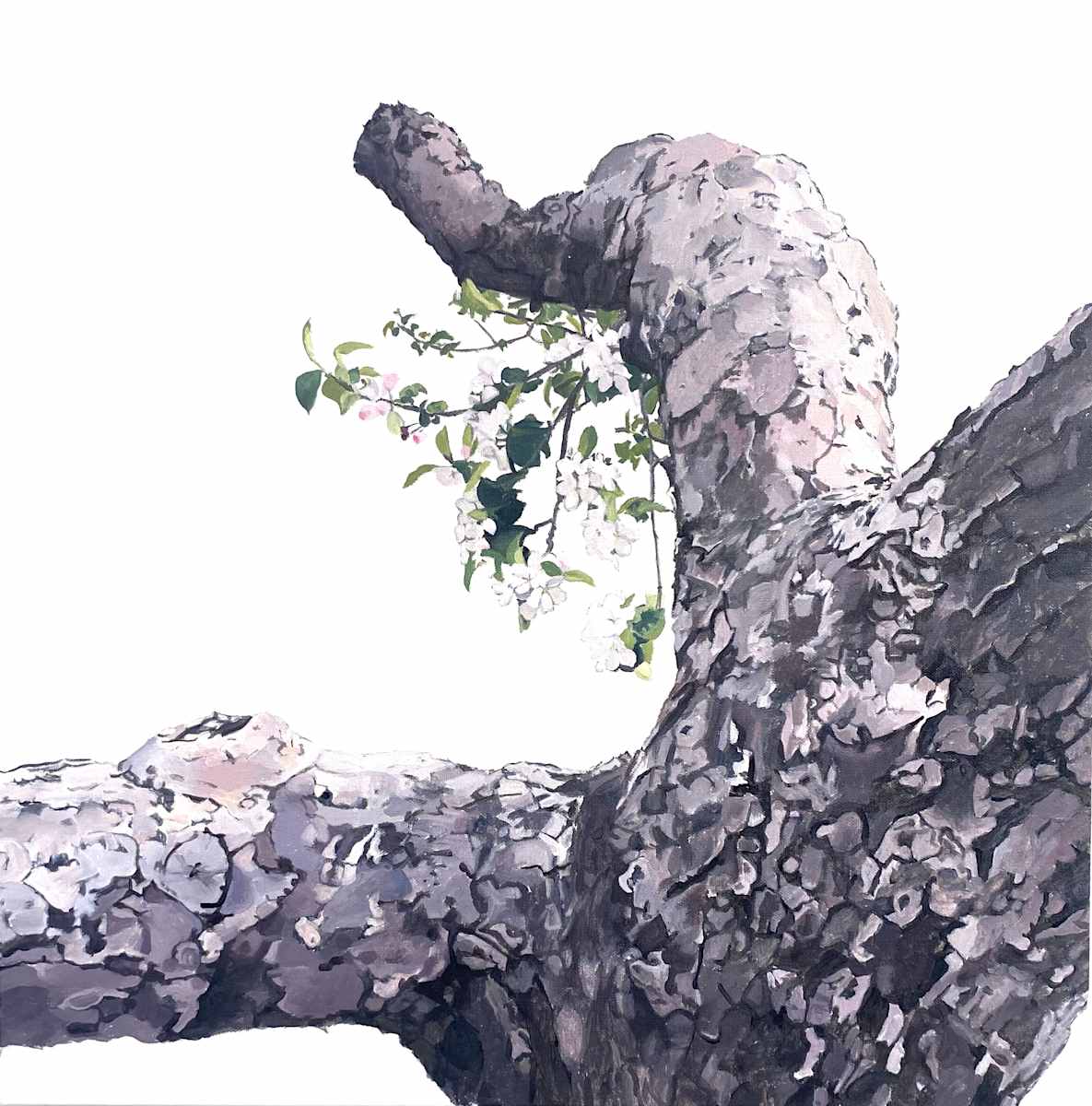 Apple Tree 15 (Blooming Knee-Pit) by Betsy Jacks 