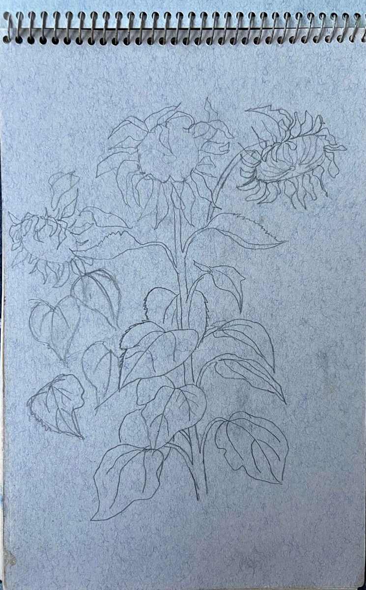 Sunflower Sketch by Arthur Gebhardt, Image 4.